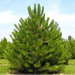 Pinus nigra - Borovica ierna