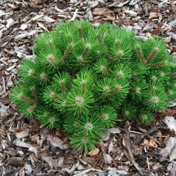 Pinus nigra Nana - Borovica ierna