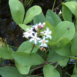 Menyanthes trifoliata - Vacha trojlist