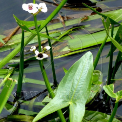 Sagittaria sagittifolia  povka vodn
