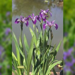 Iris versicolor - Kosatec fialov