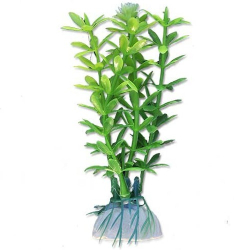 Rastlina do akvria 1B08, 10cm