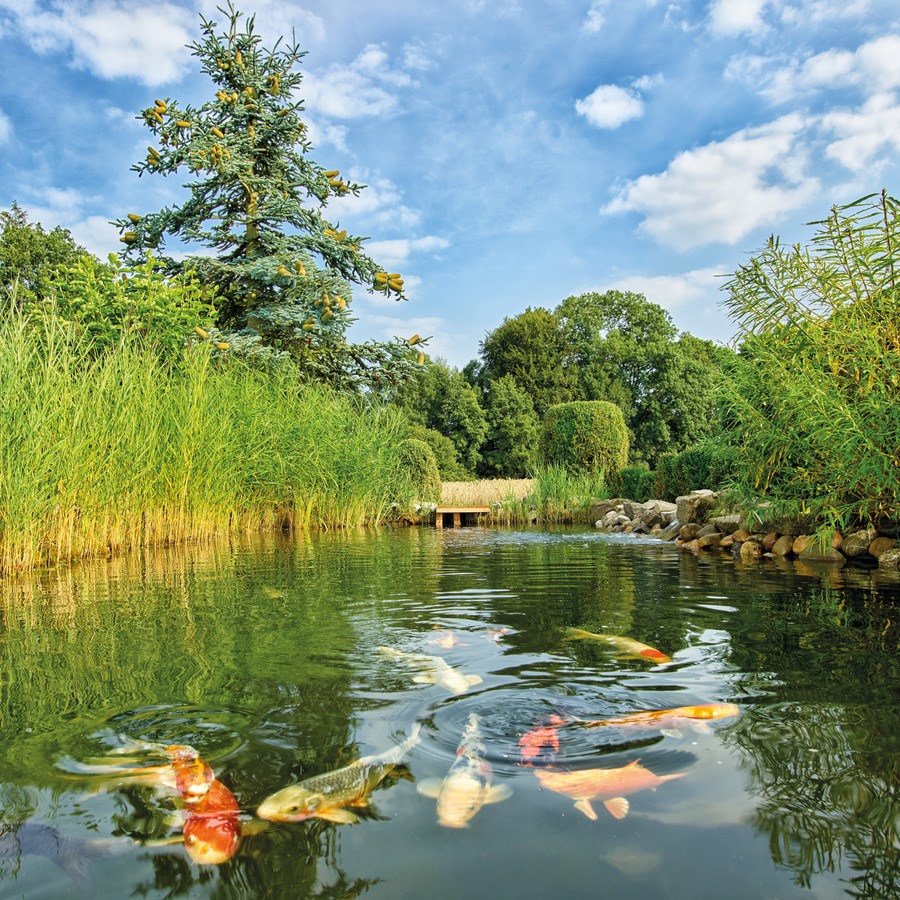 Ve�k� jazero s KOI