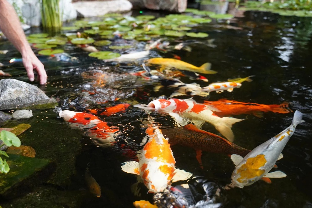 KOI z�hradn� jazierko