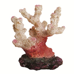 Koral červeno biely 6,5 cm - Dekorácia