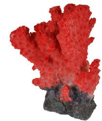 Koral červený 17 cm - Dekorácia