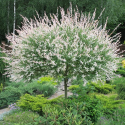 Salix integra Hakuro Nishiki - Vàba japonská