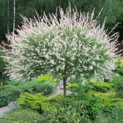 Salix integra Hakuro Nishiki - Vba japonsk