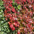 Parthenocissus quinquefolia 