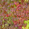 Parthenocissus quinquefolia 