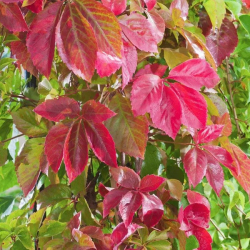 Parthenocissus quinquefolia "Engelmannii" Pavini