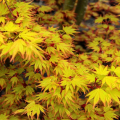 Acer palmatum 