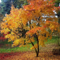 Acer palmatum 