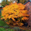 Acer palmatum 