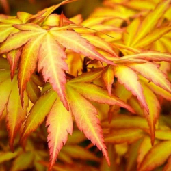 Acer palmatum "Orange dream" - Javor japonský