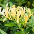 Lonicera japonica 