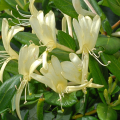 Lonicera japonica 