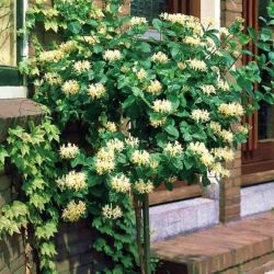 Lonicera japonica "Halliana" Zemolez japonsk