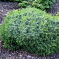 Picea omorica 