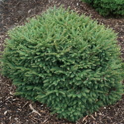 Picea omorica "Karel" - Smrek omorikový