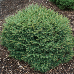 Picea omorica "Karel" - Smrek omorikov