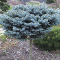 Picea pungens 