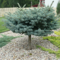 Picea pungens 