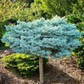 Picea pungens 