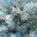 Picea pungens 