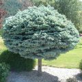 Picea pungens 