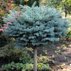 Picea pungens "Glauca globosa" - Smrek pich¾avý