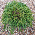 Chamaecyparis pisifera 