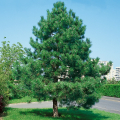 Pinus nigra - Borovica ierna