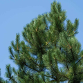 Pinus nigra - Borovica ierna