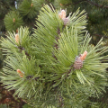 Pinus nigra - Borovica èierna