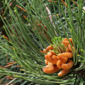 Pinus nigra - Borovica ierna