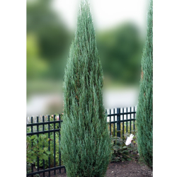 Juniperus scopulorum Blue Arrow - Borievka skalná