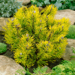Pinus mugo Wintergold - Borovica horská