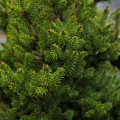  Picea abies 