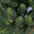  Picea abies 