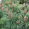 Pinus nigra Nana - Borovica ierna 