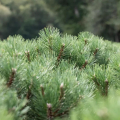 Pinus nigra Nana - Borovica ierna 