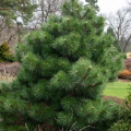Pinus nigra Nana - Borovica ierna 