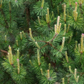 Pinus mugo 