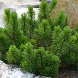 Pinus mugo "Mughus" Borovica horská