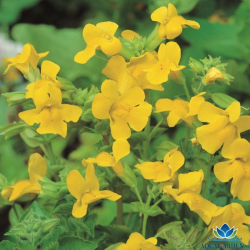 Mimulus luteus  arodejka lt