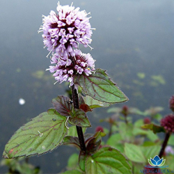 Mentha aquatica - Mta vodn