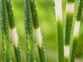 Scirpus tabernaemontani Zebrinus - kripina priene pruhovan