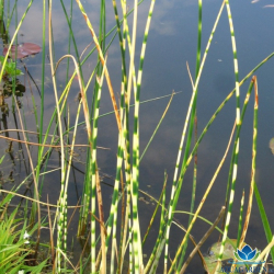 Scirpus tabernaemontani Zebrinus - kripina priene pruhovan