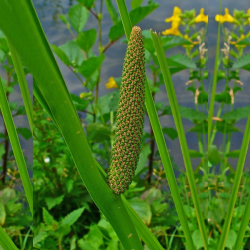 Acorus calamus - Pukvorec obyajn